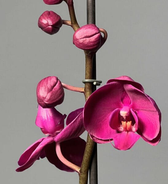 𝐹𝑢𝑐𝑠𝑖𝑎 𝑂𝑟𝑐ℎ𝑖𝑑