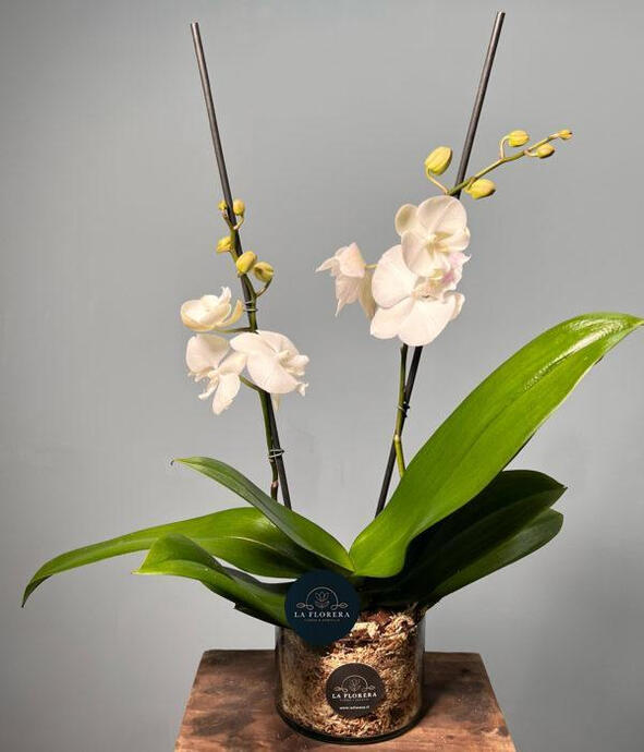 ๐โ๐๐ก๐ ๐๐๐โ๐๐