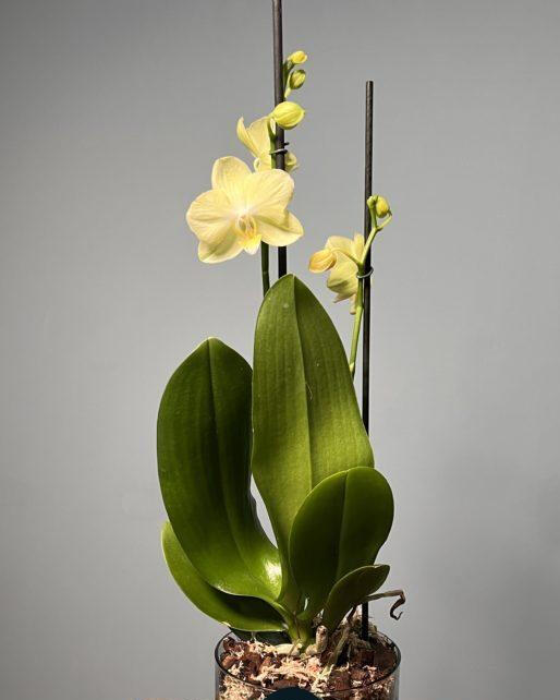 𝑌𝑒𝑙𝑙𝑜𝑤 𝑂𝑟𝑐ℎ𝑖𝑑