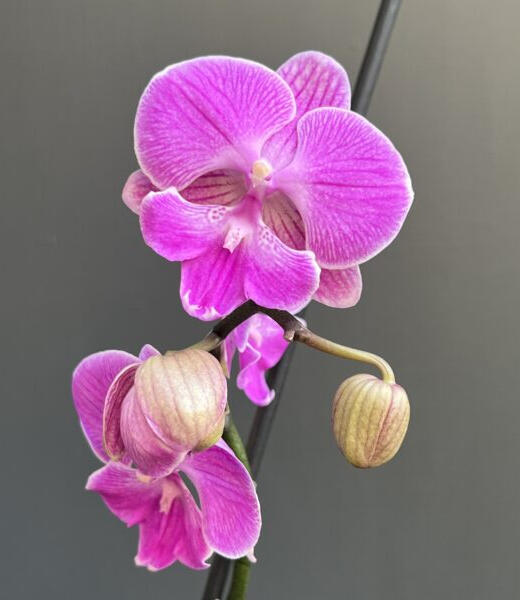 ๐๐๐๐ ๐๐๐โ๐๐