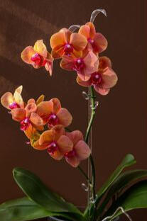 ๐๐๐๐๐๐ ๐๐๐โ๐๐