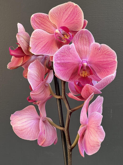 ๐ด๐๐๐๐๐๐ก ๐๐๐โ๐๐๐