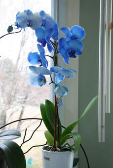 ๐ต๐๐ข๐ ๐๐๐โ๐๐